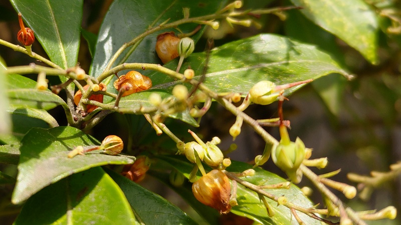 アセビの花 横浜市旭区帷子川親水緑道