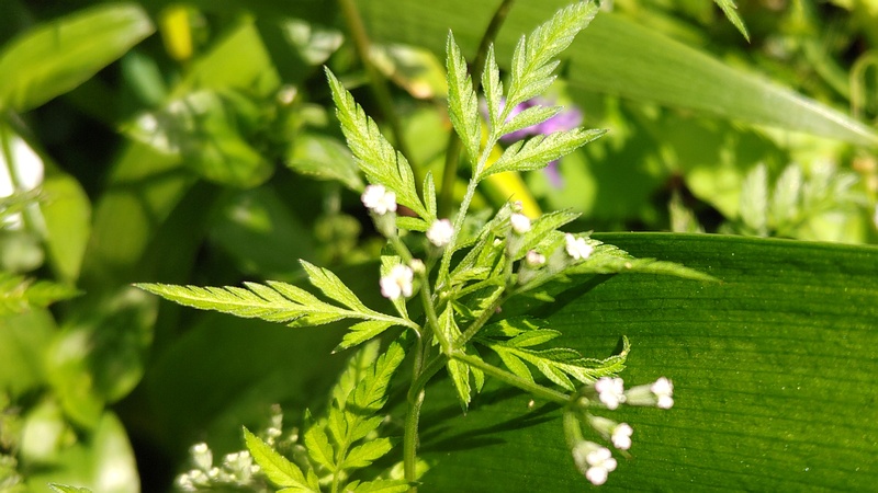 ヤブジラミの花 横浜市旭区帷子川親水緑道