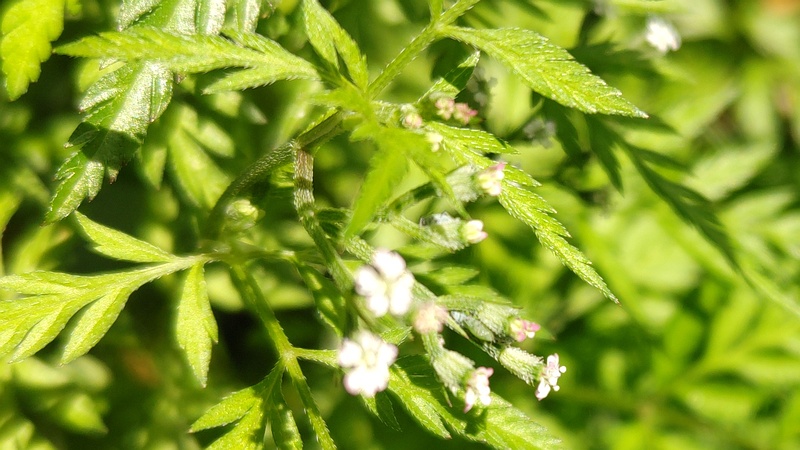 ヤブジラミの花 横浜市旭区帷子川親水緑道