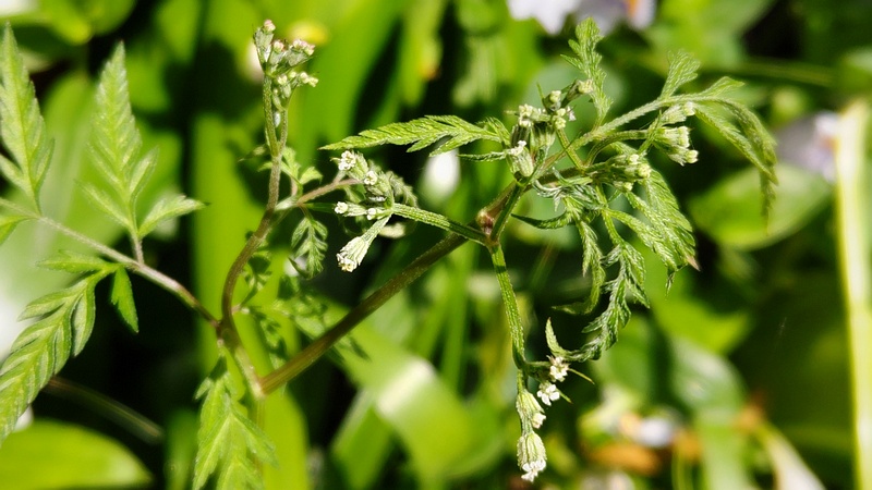 ヤブジラミの花 横浜市旭区帷子川親水緑道