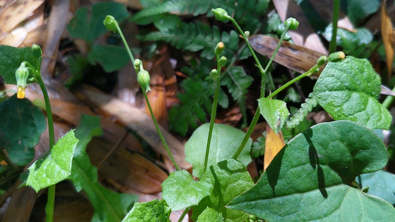 ヤブタビラコ 横浜市旭区帷子川親水緑道