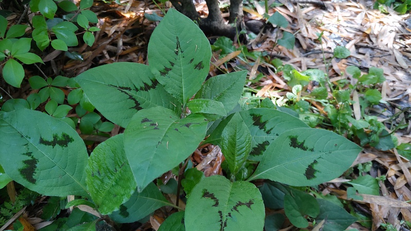 ミズヒキ 横浜市旭区帷子川親水緑道