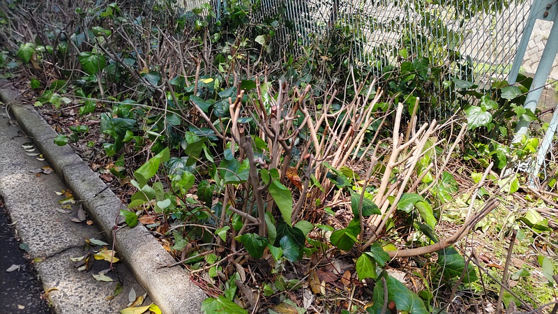 ヒュウガミズキの剪定 横浜市旭区鶴ヶ峰