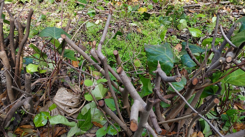 ヒュウガミズキの剪定 横浜市旭区鶴ヶ峰