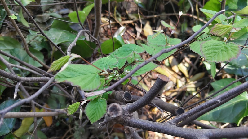 ヒュウガミズキの剪定 横浜市旭区鶴ヶ峰