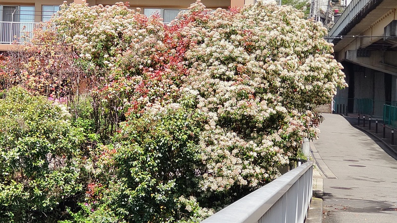 カナメモチの花 横浜市旭区鶴ヶ峰