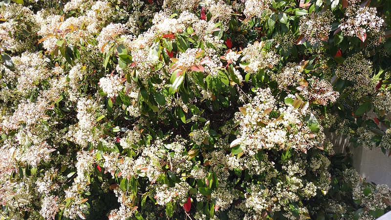 カナメモチの花 横浜市旭区鶴ヶ峰
