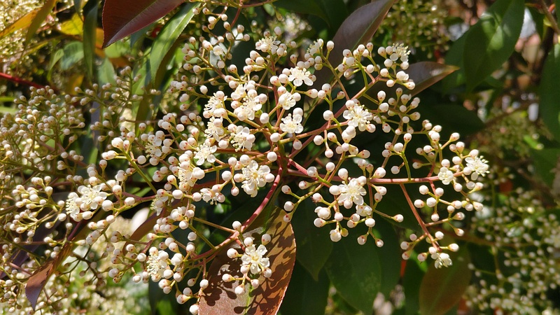 カナメモチの花 横浜市旭区鶴ヶ峰
