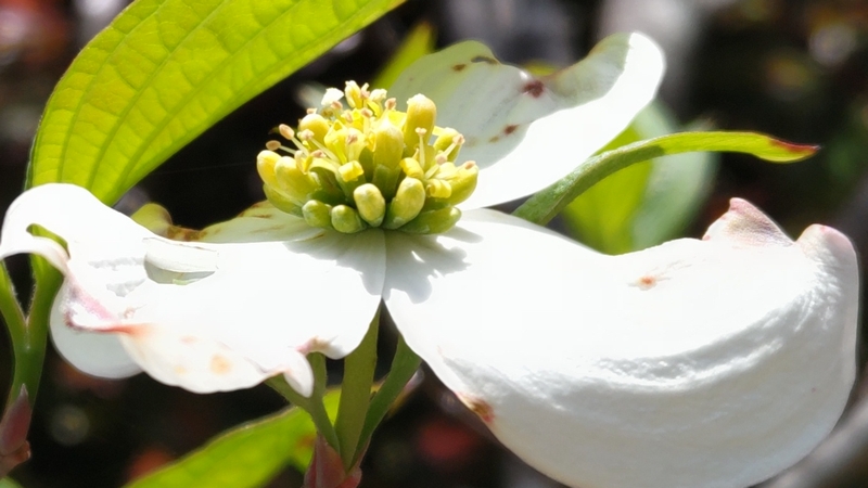 ハナミズキの花 横浜市旭区鶴ヶ峰