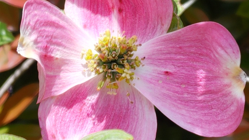 ハナミズキの花 横浜市旭区鶴ヶ峰