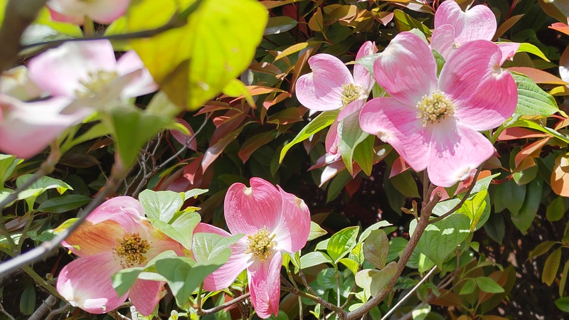 ハナミズキの花 横浜市旭区鶴ヶ峰