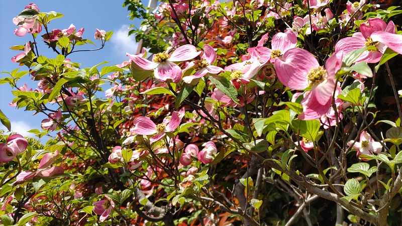 ハナミズキの花 横浜市旭区鶴ヶ峰