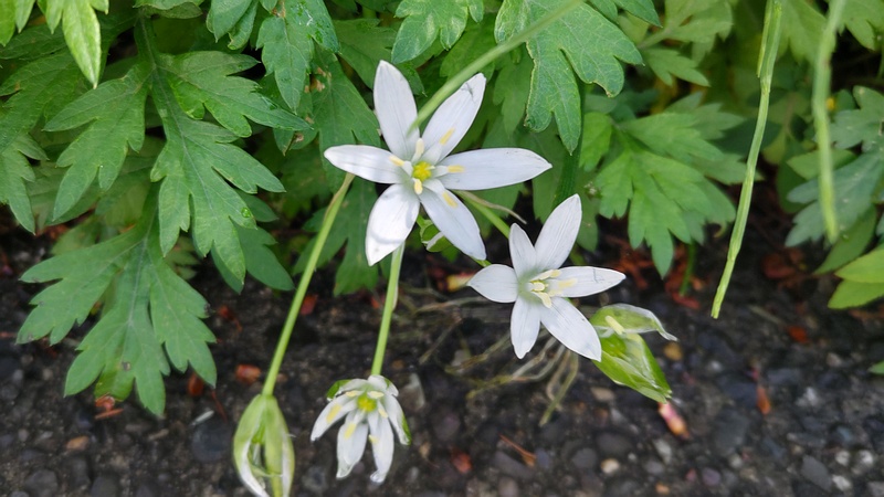 オオアマナの花 横浜市旭区鶴ヶ峰