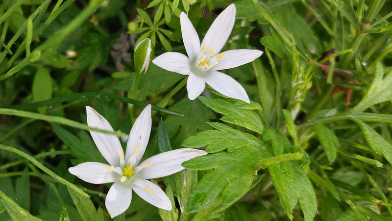 オオアマナの花 横浜市旭区鶴ヶ峰