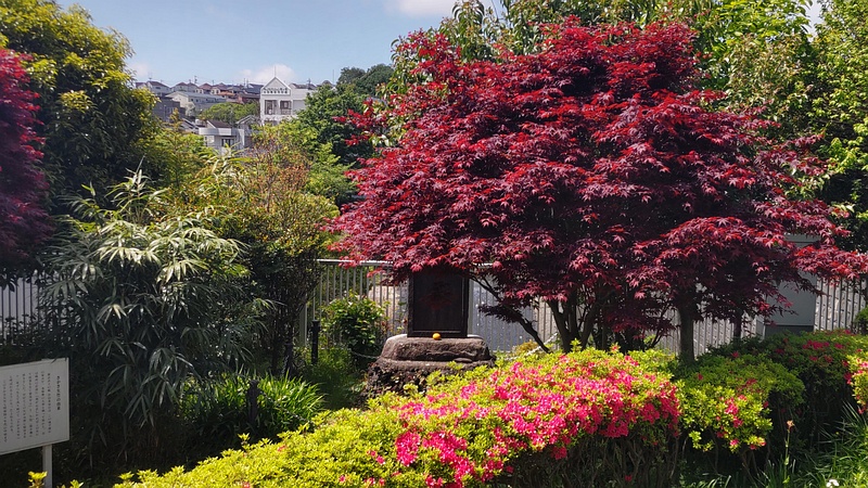 ノムラモミジ 横浜市旭区鶴ヶ峰本町畠山重忠公碑