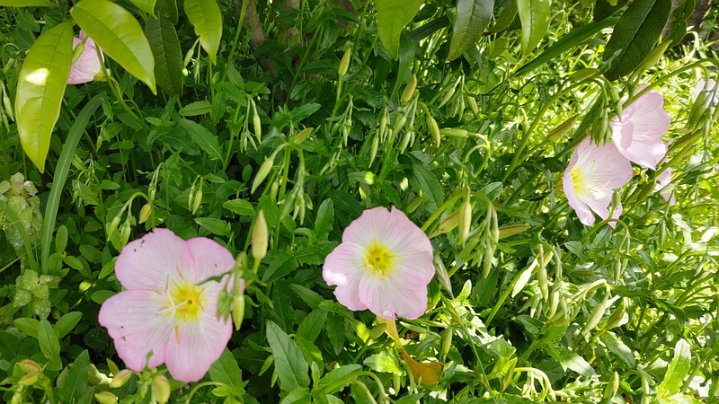 ヒルザキツキミソウの花 横浜市旭区鶴ヶ峰本町