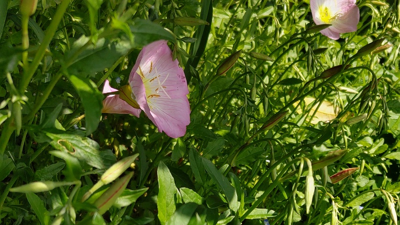 ヒルザキツキミソウの花 横浜市旭区鶴ヶ峰本町