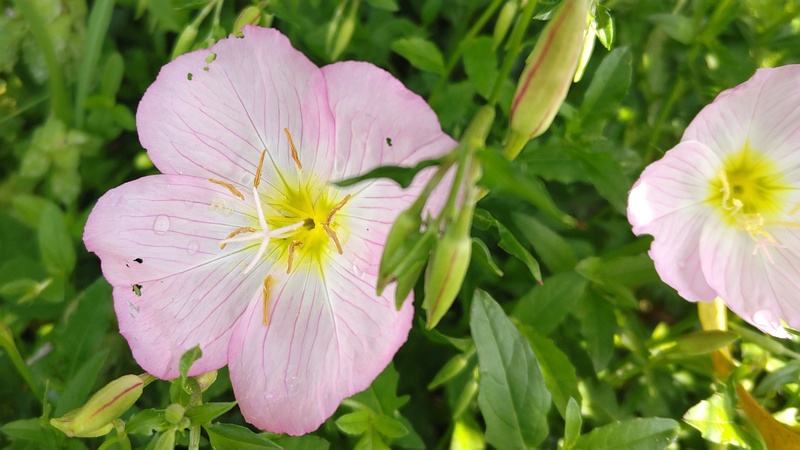 ヒルザキツキミソウの花 横浜市旭区鶴ヶ峰本町