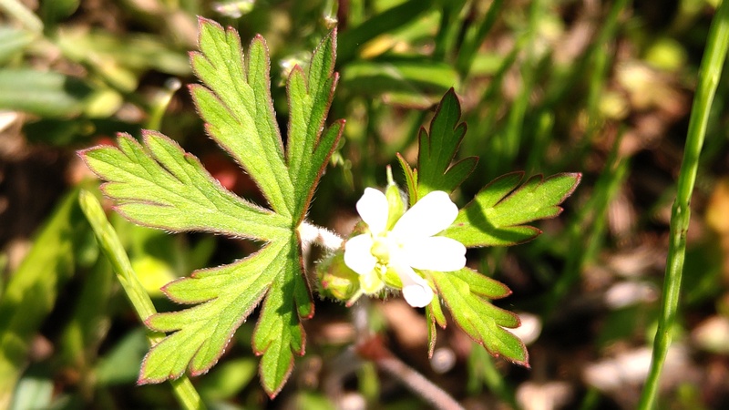 アメリカフウロの花 横浜市旭区鶴ヶ峰本町