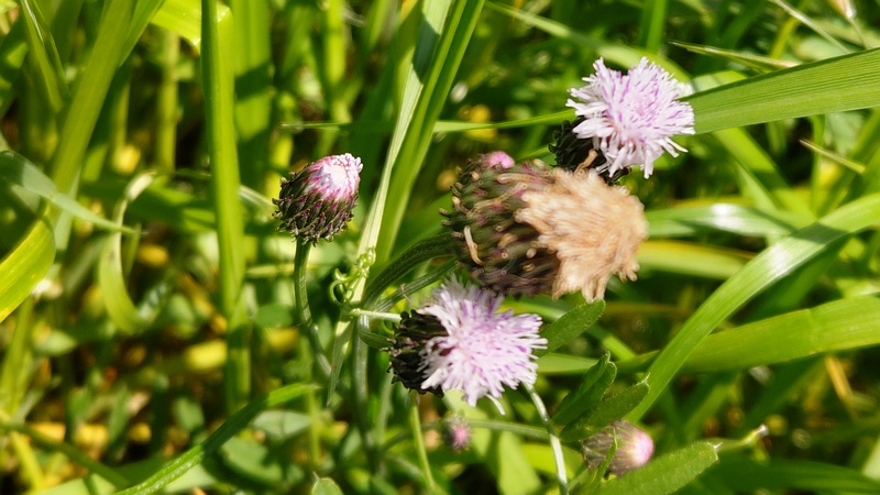 キツネアザミの花 横浜市旭区鶴ヶ峰本町