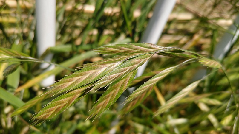 イヌムギ 横浜市旭区鶴ヶ峰本町