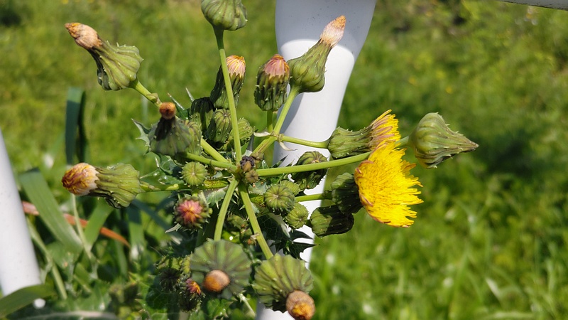 ノゲシの花 横浜市旭区鶴ヶ峰本町