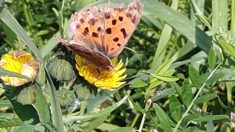 キタテハ 横浜市旭区鶴ヶ峰本町