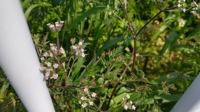 オヤブジラミの花 横浜市旭区鶴ヶ峰鶴ヶ峰本町公園