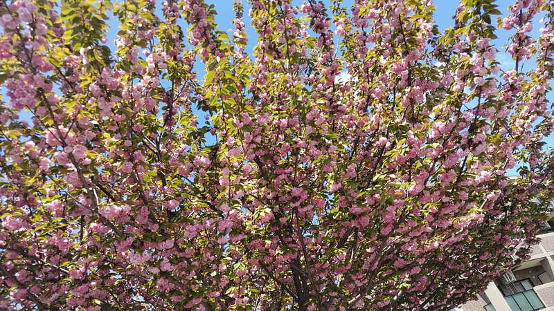 カンザンの花 横浜市旭区鶴ヶ峰本町