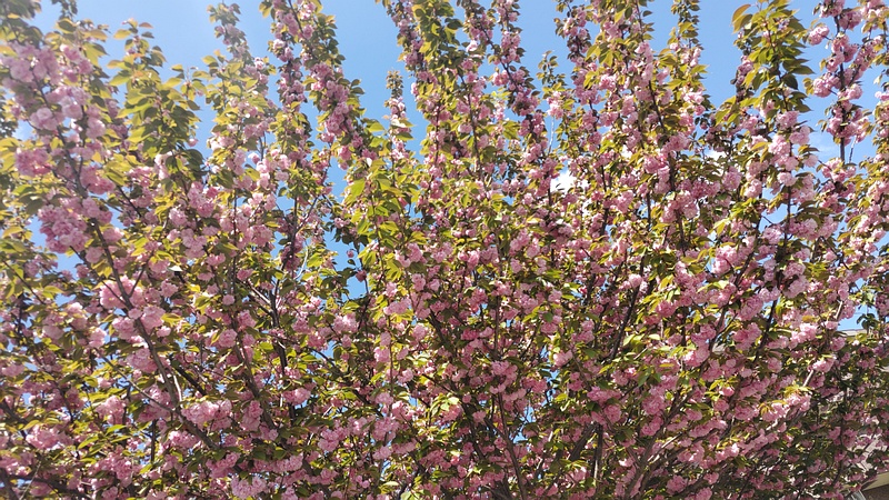 カンザンの花 横浜市旭区鶴ヶ峰本町