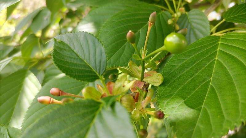 オオシマザクラの果実 横浜市旭区鶴ヶ峰本町