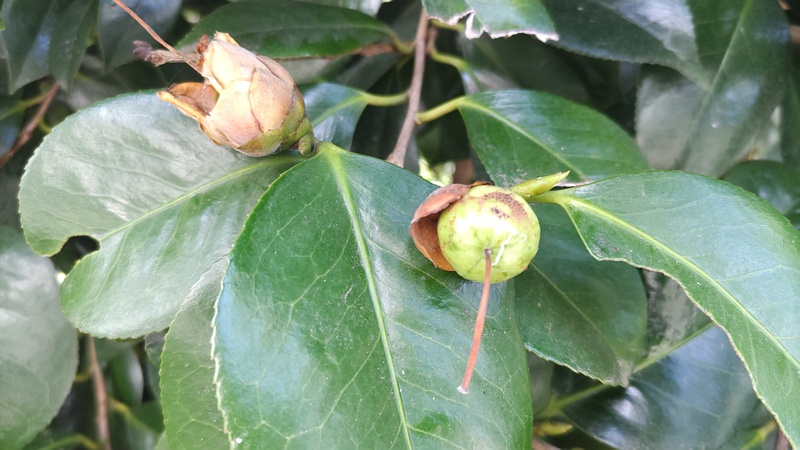 ツバキの果実 横浜市旭区今宿東町