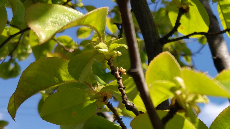カリン 横浜市旭区今宿東町