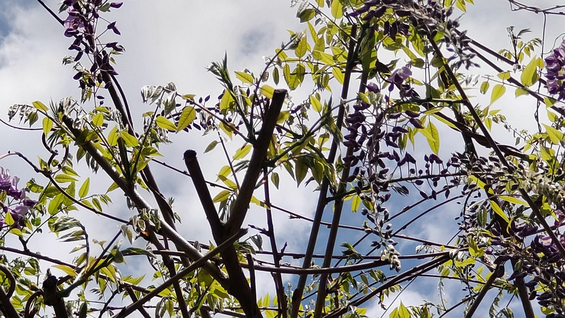 フジの花 横浜市旭区今宿東町
