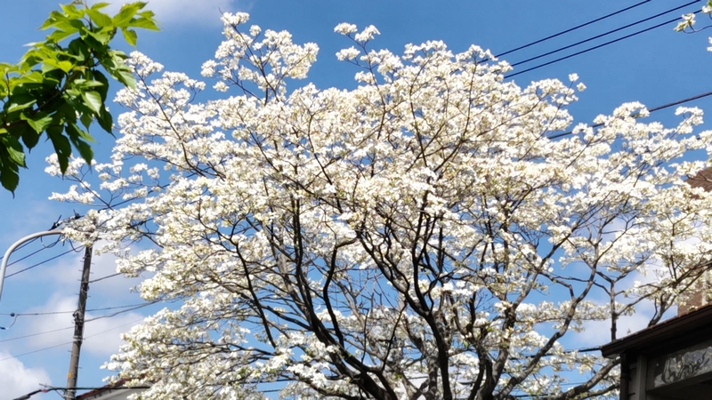 ハナミズキの花 横浜市旭区今宿東町