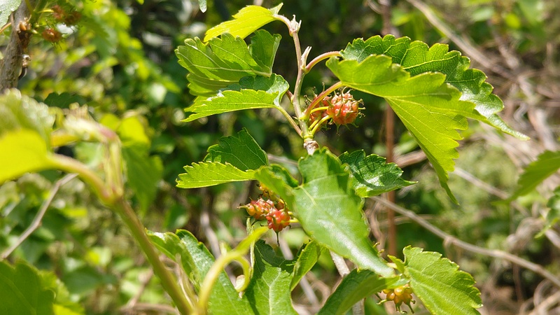 クワの果実 横浜市旭区今宿東町