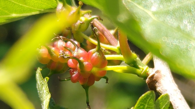 クワの果実 横浜市旭区今宿東町