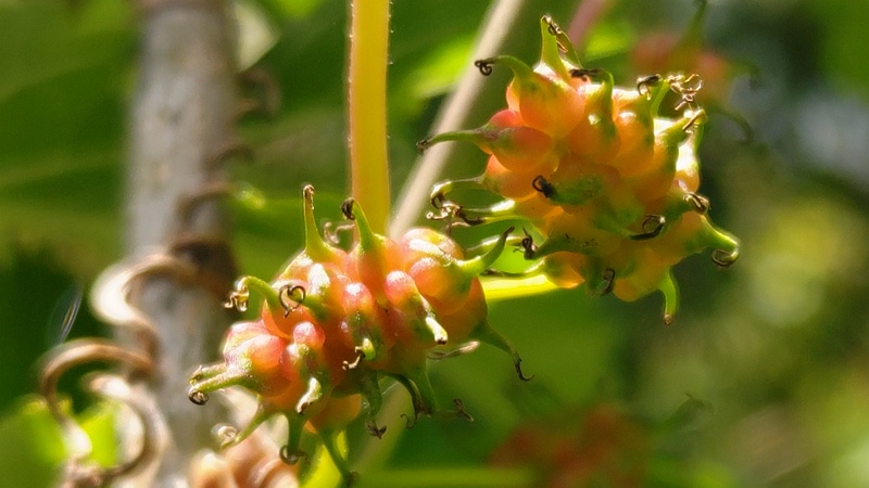クワの果実 横浜市旭区今宿東町