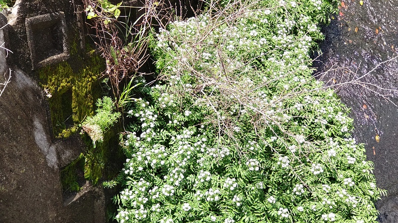 オランダガラシの花 横浜市旭区今宿東町