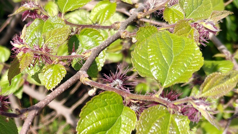 ヒメコウゾの花 横浜市旭区今宿南町