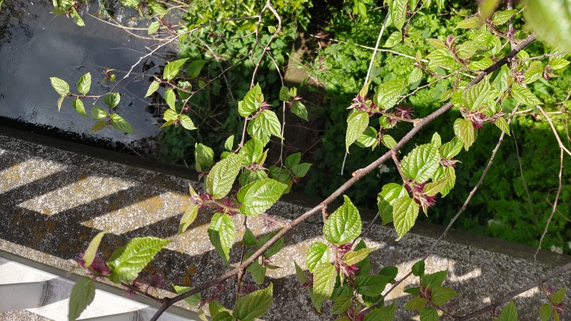 ヒメコウゾの花 横浜市旭区今宿南町