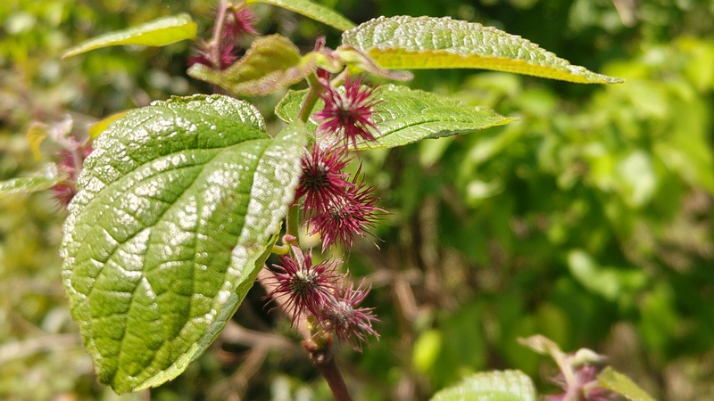 ヒメコウゾの雌花 横浜市旭区今宿南町