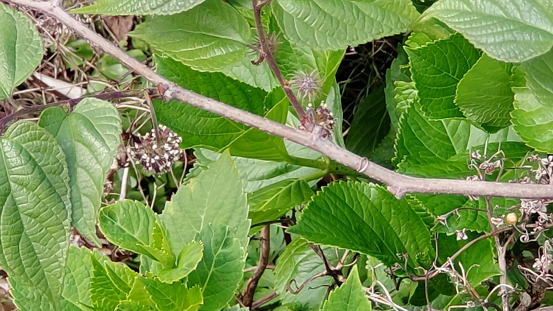 ヒメコウゾの花 横浜市旭区今宿南町