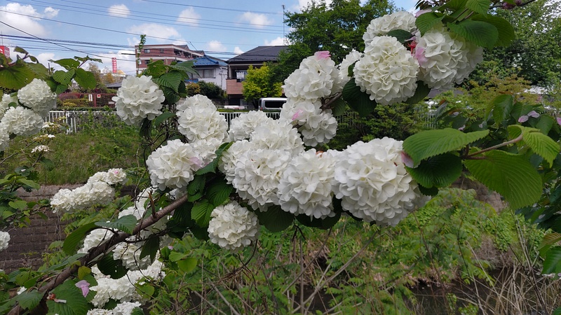 オオデマリの花 横浜市旭区今宿南町