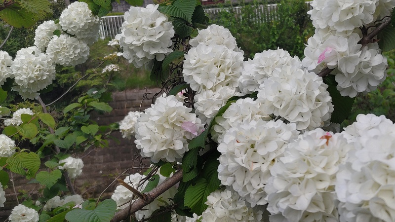 オオデマリの花 横浜市旭区今宿南町