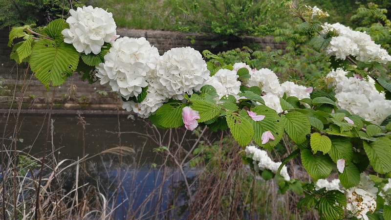 オオデマリの花 横浜市旭区今宿南町