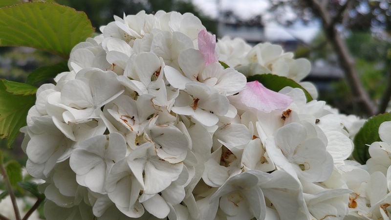 オオデマリの花 横浜市旭区今宿南町