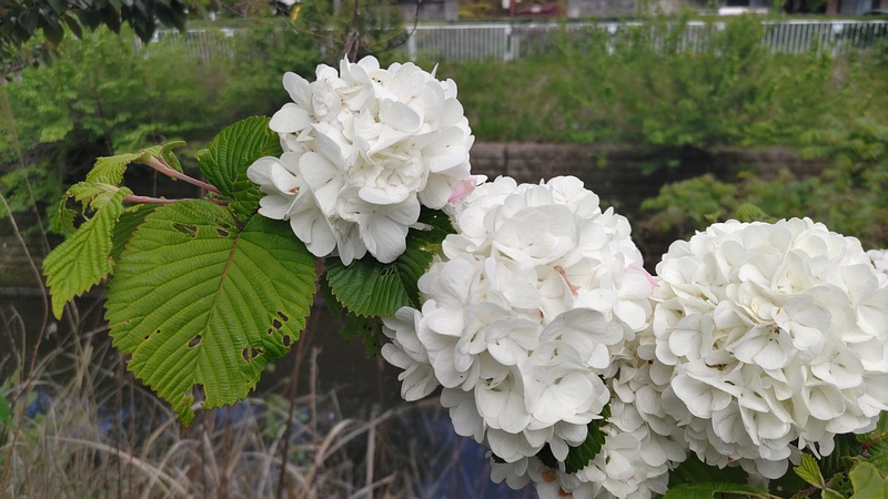 オオデマリの花 横浜市旭区今宿南町