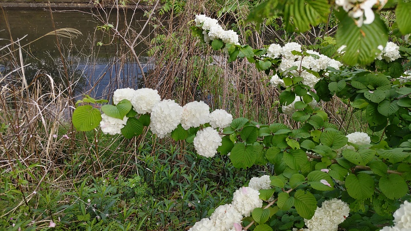 オオデマリの花 横浜市旭区今宿南町
