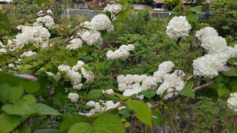 オオデマリの花 横浜市旭区今宿南町